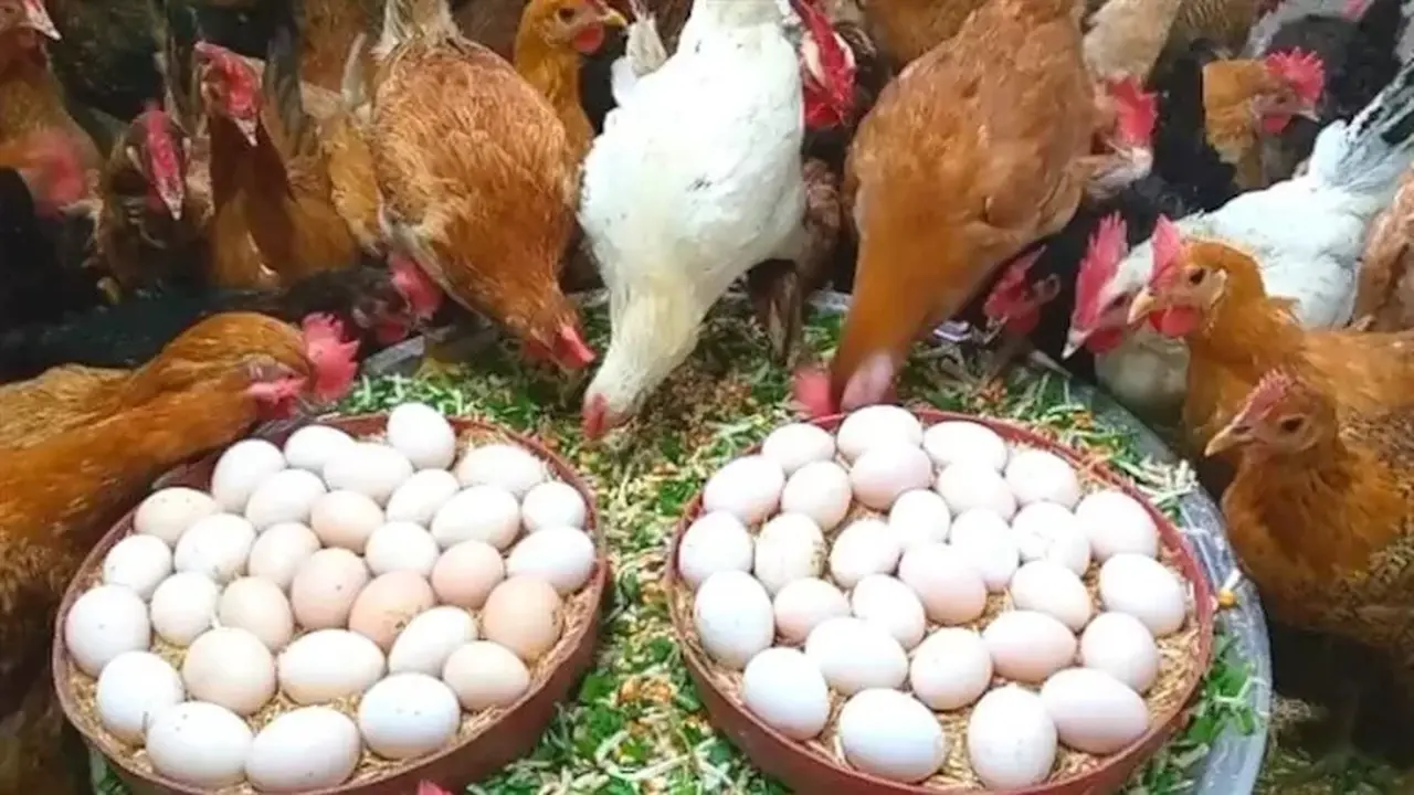 تراجع ملموس في أسعار الدواجن والبيض بجميع الأسواق المصرية خلال تعاملات الاثنين